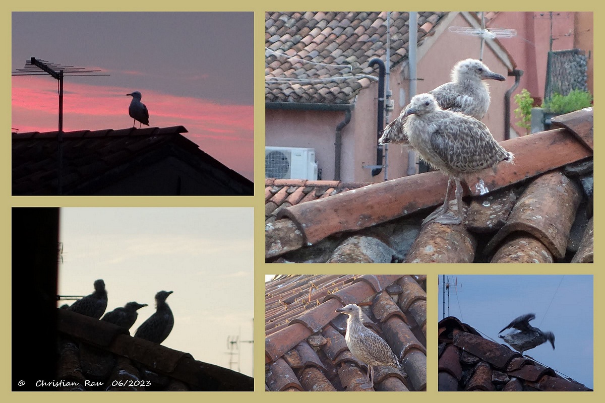 Le spectacle des mouettes sur les toits du Castello