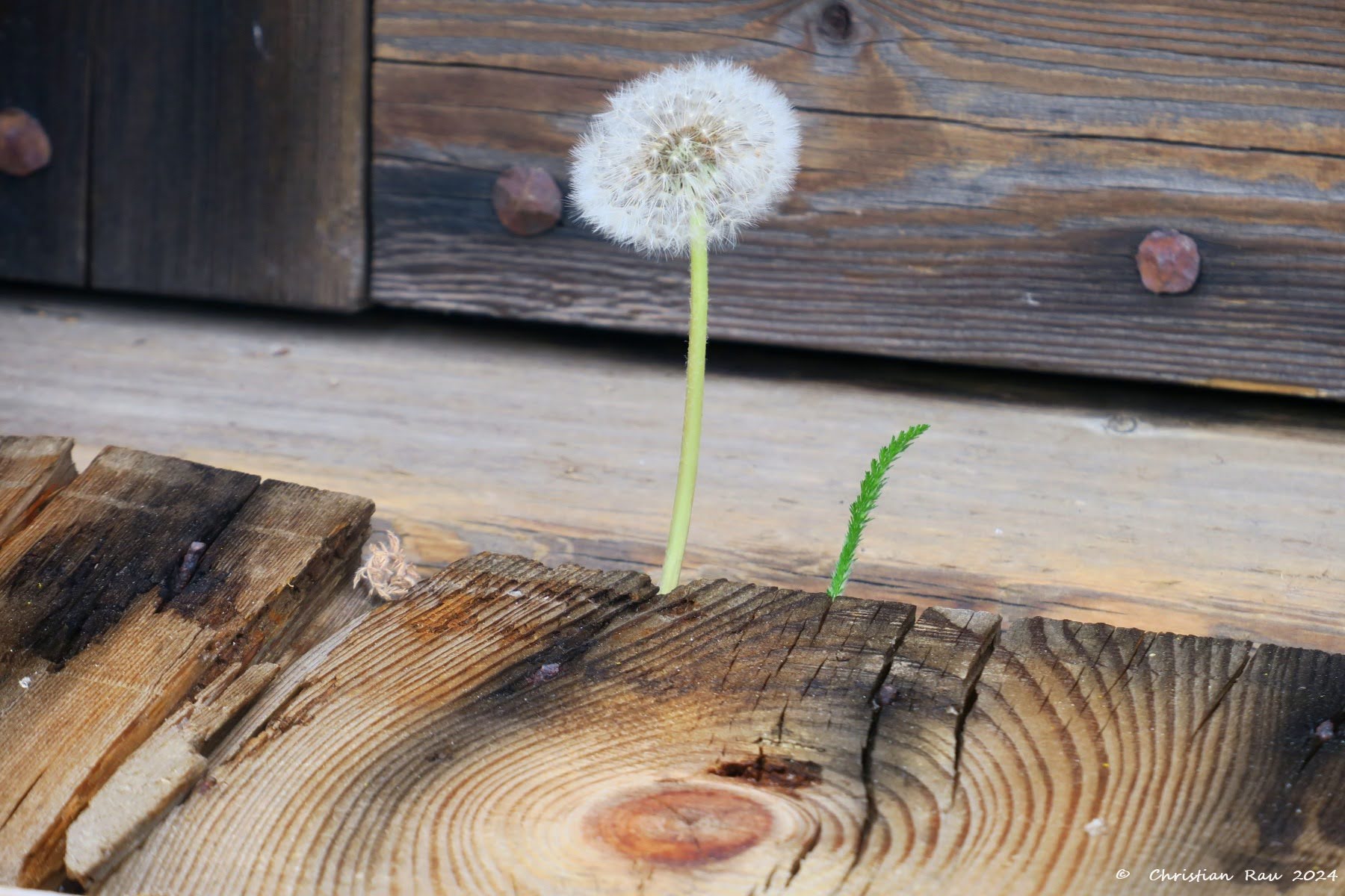 Une nature si fragile...  qui sème son reflet dans le bois !