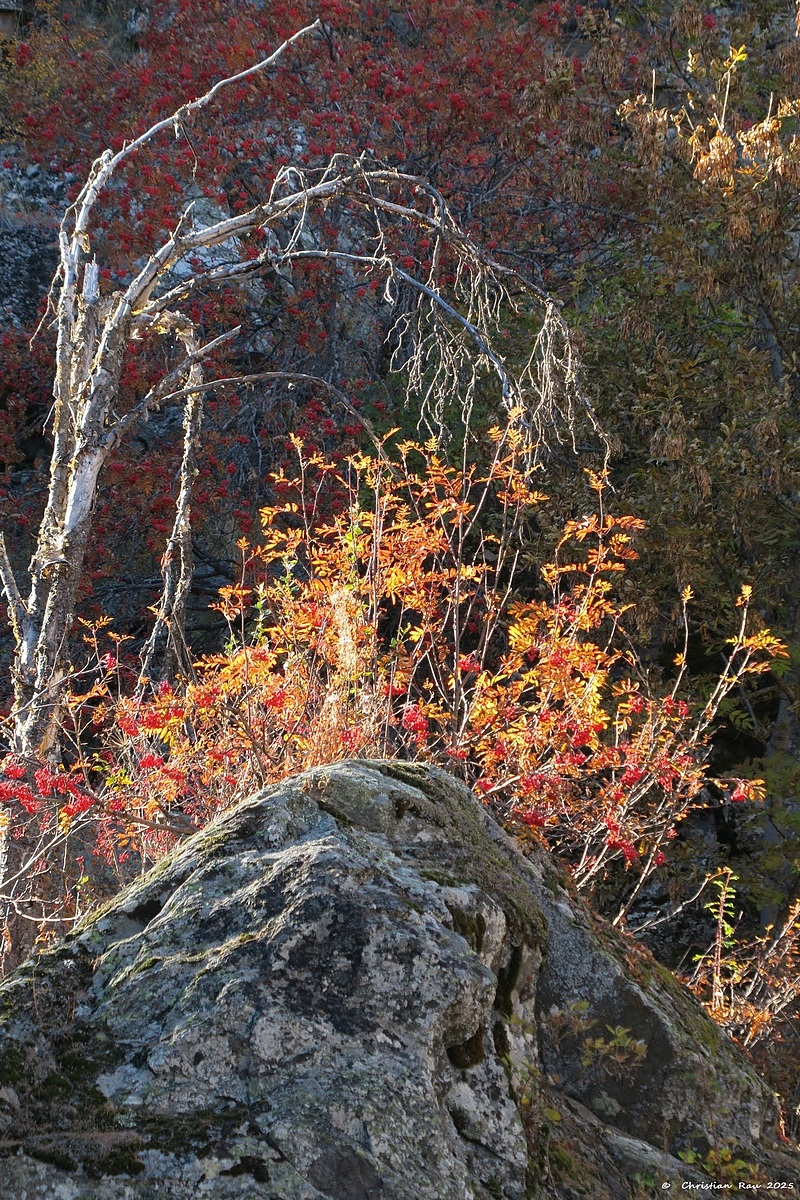 Névache, 18 octobre 2025, sentier des cascades © Christian Rau 2025