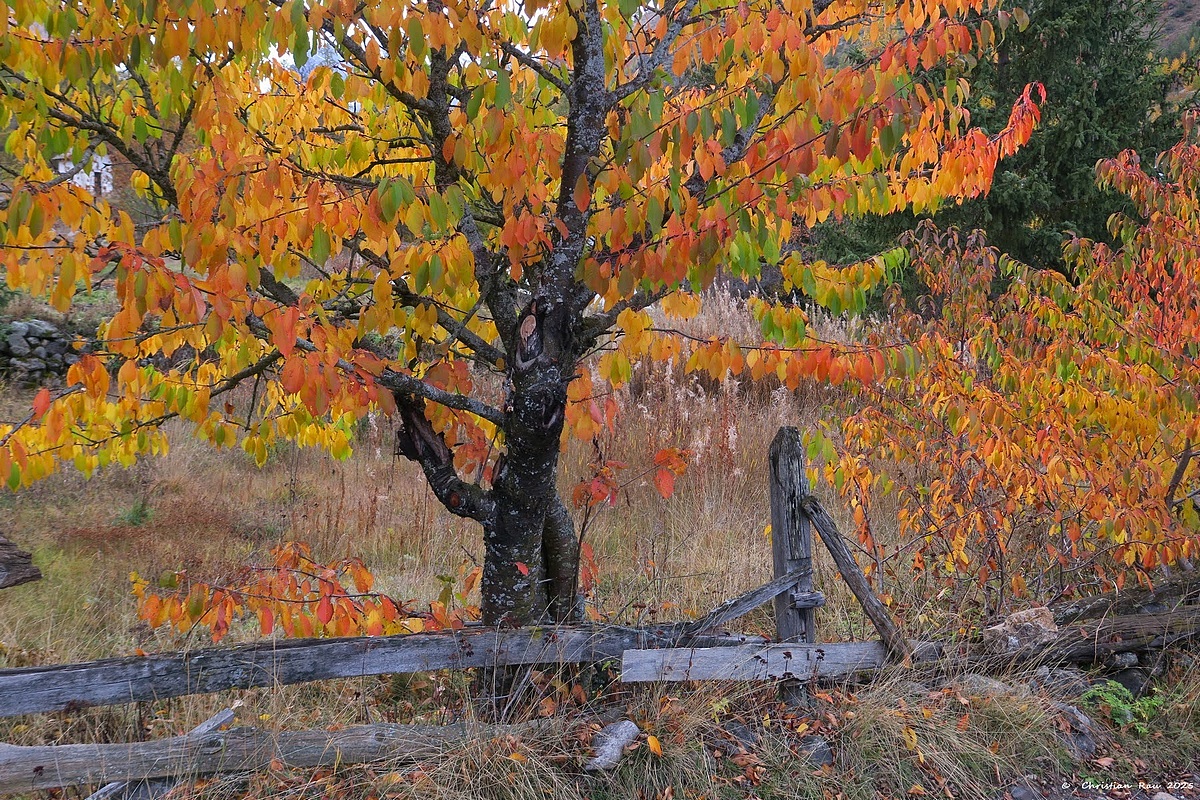 Névache, 22 octobre 2025, automne à l'Outre © Christian Rau 2025