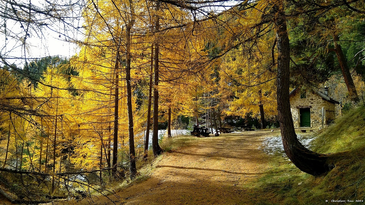 Au chalet forestier des Thures, le 31 octobre  © Christian Rau 2025