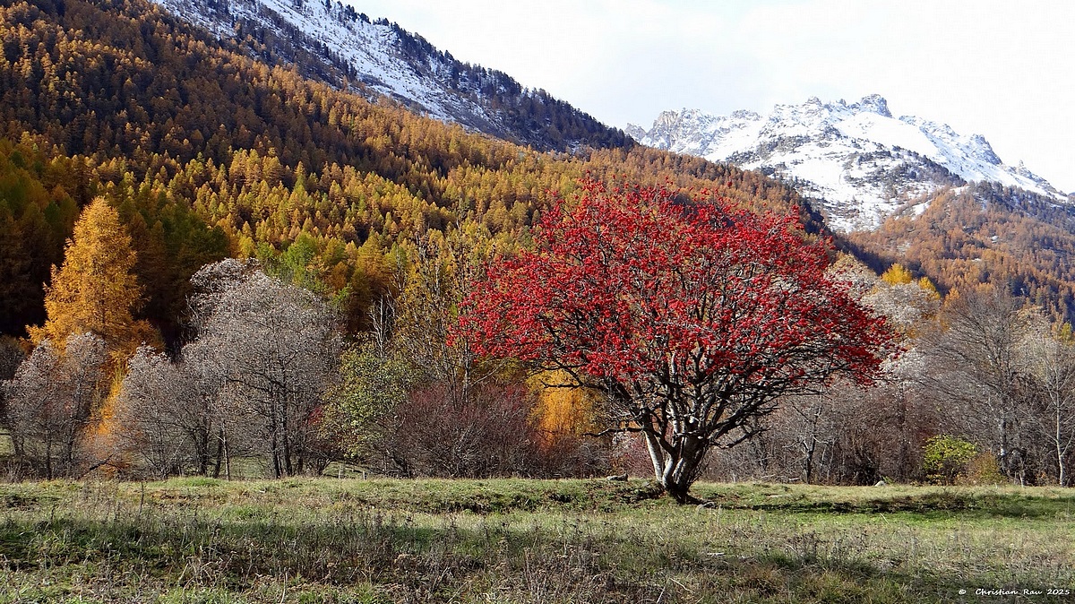 Sa majesté le sorbier des oiseaux, au Clot, le 1er novembre  © Christian Rau 2025