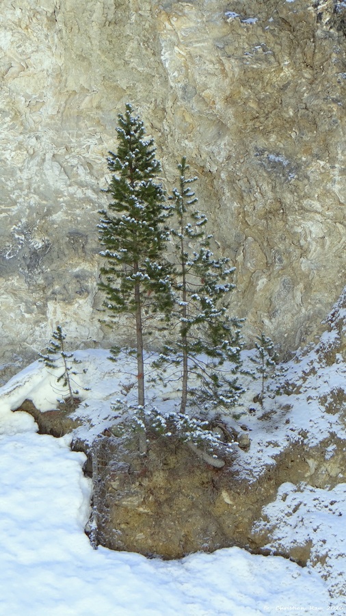 Quand la nature s'accroche